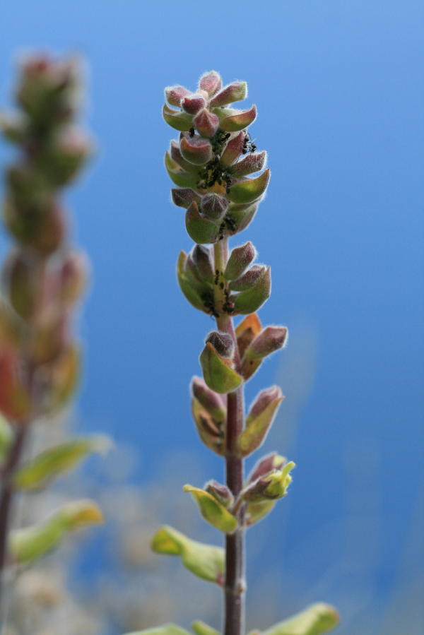 Teucrium flavum